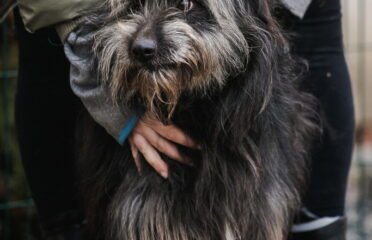 Dovanojamas šuo Linksmakalnyje – Žakas