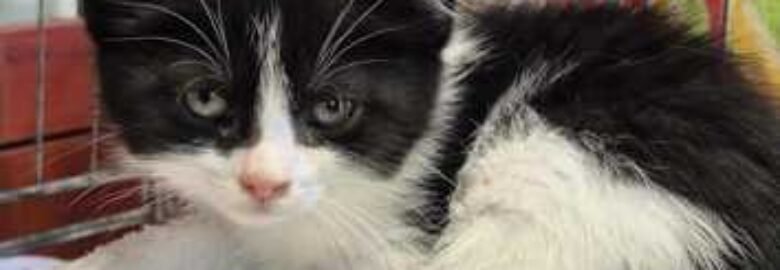 Dovanojama katė Mažeikiuose