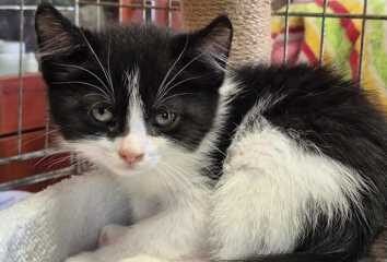 Dovanojama katė Mažeikiuose