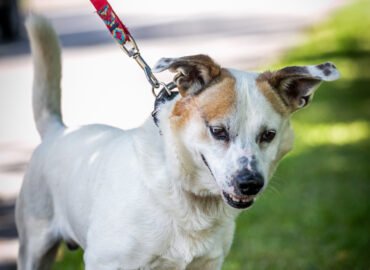 Šuo ieško namų Linksmakalnyje – Žvirblis