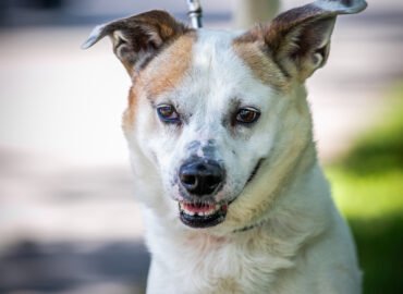 Šuo ieško namų Linksmakalnyje – Žvirblis