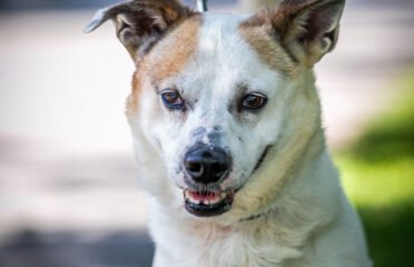 Šuo ieško namų Linksmakalnyje – Žvirblis