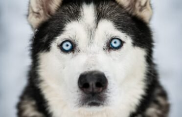 Šuo ieško namų Linksmakalnyje – Žydrūnas