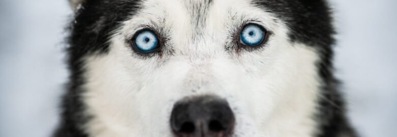 Šuo ieško namų Linksmakalnyje – Žydrūnas