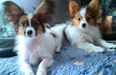 Kilmingi papiljonai, patinėliai.