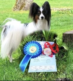 Kilmingi papiljonai, patinėliai.