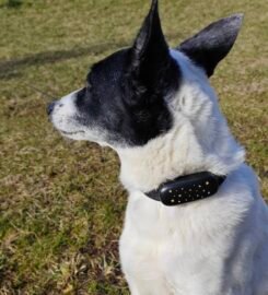 GPS Pet Tracker PF-53