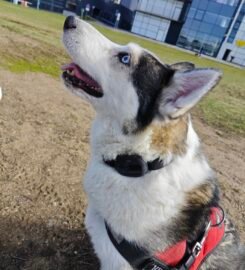 GPS Pet Tracker PF-43