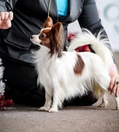 Kilmingi papiljonai, patinėliai.