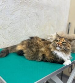 Šunų ir kačių kirpykla Vilniuje