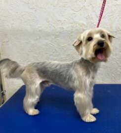 Šunų ir kačių kirpykla Vilniuje