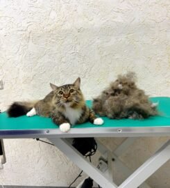 Šunų ir kačių kirpykla Vilniuje