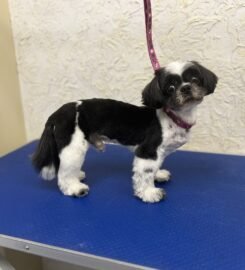 Šunų ir kačių kirpykla Vilniuje