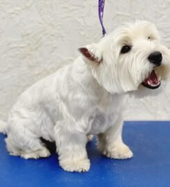 Šunų ir kačių kirpykla Vilniuje