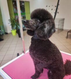 Gyvūnų grožio salonas Opalas