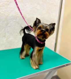 Šunų ir kačių kirpykla Vilniuje