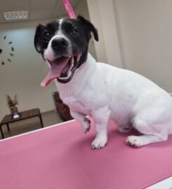 Gyvūnų grožio salonas Opalas