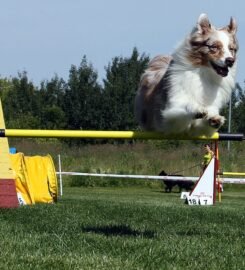 Šunų dresavimas Palangoje