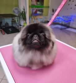 Gyvūnų grožio salonas Opalas