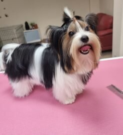 Gyvūnų grožio salonas Opalas