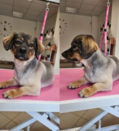 Gyvūnų grožio salonas Opalas