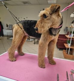 Gyvūnų grožio salonas Opalas