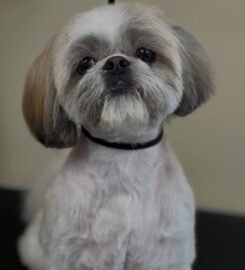 Šunų ir kačių kirpykla Vilniuje