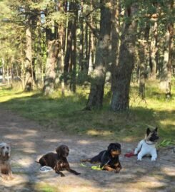 Šunų dresavimas Palangoje