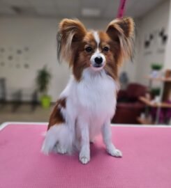 Gyvūnų grožio salonas Opalas