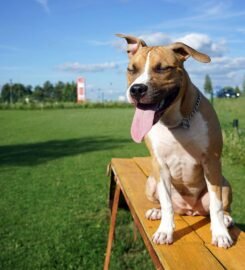 Šunų dresavimas Palangoje