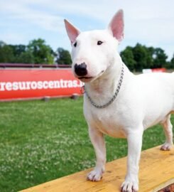 Šunų dresavimas Palangoje