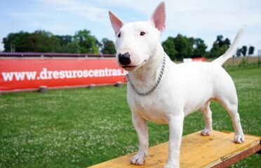 Šunų dresavimas Palangoje