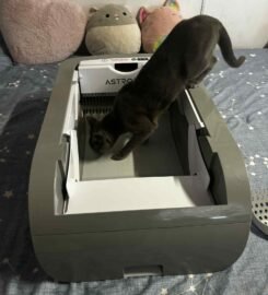 Kraiko dėžė katėms