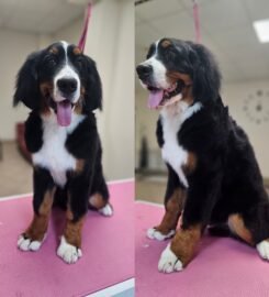 Gyvūnų grožio salonas Opalas