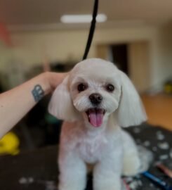 Šunų kirpykla – Groomlab