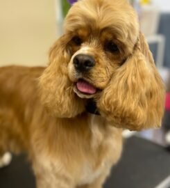 Šunų ir kačių kirpykla Vilniuje