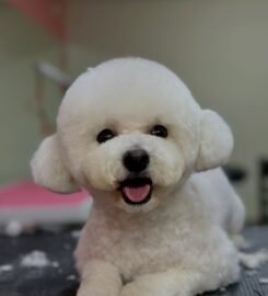 Šunų kirpykla – Groomlab