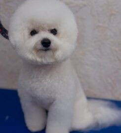 Šunų ir kačių kirpykla Vilniuje