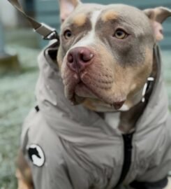 Striuke šunims MeoPet