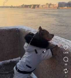 Striuke šunims MeoPet