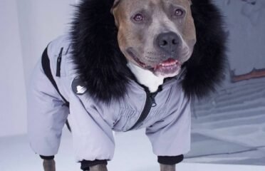 Striuke šunims MeoPet