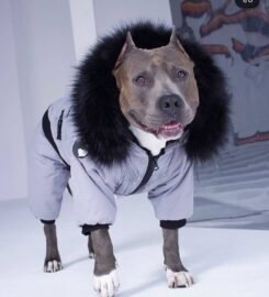 Striuke šunims MeoPet