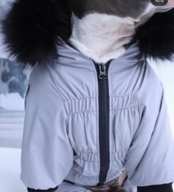 Striuke šunims MeoPet