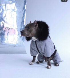 Striuke šunims MeoPet