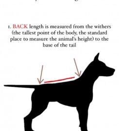 Striuke šunims MeoPet