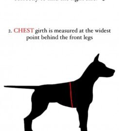 Striuke šunims MeoPet