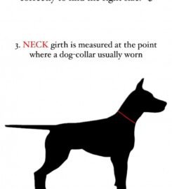 Striuke šunims MeoPet