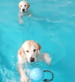 Šunų fizinio parengimo treniruotės ir dresūros pamokos