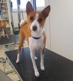 Šunų kirpyklos paslaugos