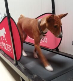 Šunų fizinio parengimo treniruotės ir dresūros pamokos